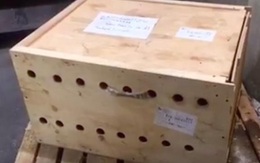 Mở thùng gỗ bí ẩn bị giữ suốt 7 ngày, nhân viên sân bay kinh ngạc khi thấy thứ bên trong