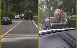 Đói bụng, voi hoang dã bất ngờ chặn xe, cướp hoa quả của người đi đường