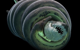 "Quái vật" rắn khổng lồ Titanoboa nặng hơn 1 tấn được tìm thấy như thế nào?
