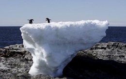 Nhiệt độ Nam Cực chạm ngưỡng kỷ lục, giới khoa học "đứng ngồi không yên"