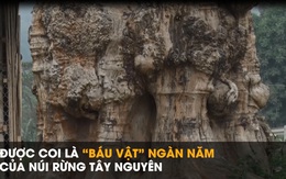 Hàng trăm đại gia đến ngã giá để mua cây gỗ quý, có người trả 1 triệu USD vẫn bị từ chối