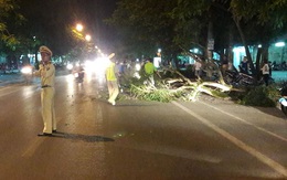 Nghệ An: Cây lớn bất ngờ bật gốc đè trúng một phụ nữ đi xe máy trên phố