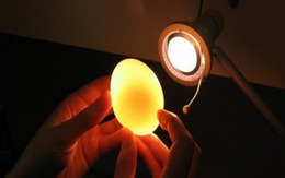Chỉ cần một chiếc đèn pin, biết ngay trứng mới hay cũ