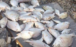 Nhiều loại cá có giá hàng trăm nghìn/1kg chết nổi trắng sông ở Nghệ An