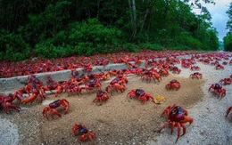 Cuộc di cư "rầm rộ" của hàng triệu con cua nhuộm đỏ cả một hòn đảo