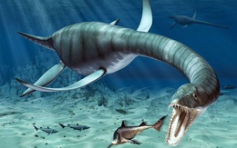 Thủy quái khổng lồ nhất dưới biển Scotland: Xơi tái 7 con cá voi cùng lúc!