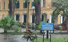 Hà Nội: Xà cừ bật gốc trong sân trường Chu Văn An ngày mưa gió, 4 học sinh bị thương