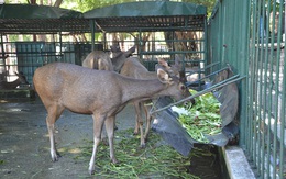 Vì sao vườn thú duy nhất ở Đà Nẵng có từ 30 năm qua bị đề nghị xóa sổ?