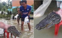 Thái Lan: Mặc kệ mưa lũ, người dân vô tư xẻ thịt cá sấu sổng chuồng giữa dòng nước