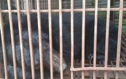 Vượt hành trình 400km, chú gấu được “tại ngoại” sau 12 năm nhốt làm cảnh