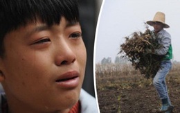 Cảm động cậu bé 12 tuổi bỏ học đi dỡ lạc thuê kiếm tiền chữa bệnh cho mẹ