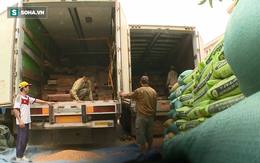 Chiêu giấu hơn 80m3 gỗ Đinh Hương quý trên xe tải chở đầy ngô, lúa