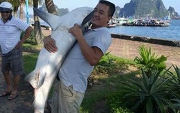 Người "câu được cá mập ở vịnh Hạ Long": Phải ghì chặt và mất 2 giờ đưa cá lên thuyền