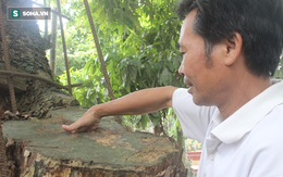 Chủ tịch xã Hòa Chính: Sẽ sớm đấu giá cây sưa từng được trả giá 100 tỷ ở Hà Nội