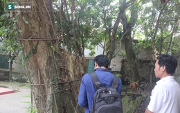 'Đại gia' chi 20,5 tỷ mua gỗ cây sưa ở Hà Nội: "Gỗ bị bắt giữ, tiền thì phong tỏa"