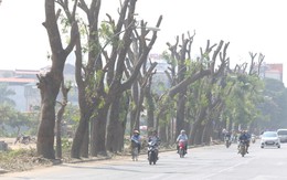 Đường Phạm Văn Đồng chìm trong nắng bụi khi bắt đầu chặt hạ 1300 cây xanh