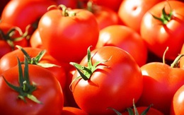 Công dụng thần kỳ của cà chua với sức khỏe cánh mày râu