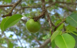 Loài cây có quả chín mọng, ngọt ngào nhưng nguy hiểm bậc nhất hành tinh