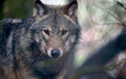 Đan Mạch: Xuất hiện đàn sói đầu tiên sau hơn 200 năm