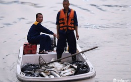 Hà Nội: Sau đúng 1 năm, cá lại chết trắng mặt hồ Hoàng Cầu