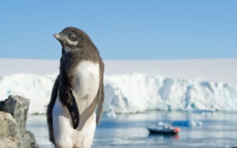Không chỉ có băng tuyết và chim cánh cụt, Nam Cực đang nhiều thứ này đến mức quan sát được từ vũ trụ
