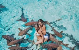Người mẫu vẫn bình an vô sự dù chụp ảnh với cả đàn cá mập vây quanh chỉ vì 1 lí do