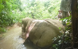 Thảm cảnh những chú voi châu Á: Hết chặt ngà đến bị lột da dã man để làm đồ trang sức