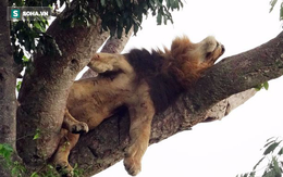 Hai anh em sư tử "ngụy trang", nằm vắt vẻo trên cây cả ngày vì lý do không ai ngờ tới