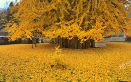 Thảm lá vàng đẹp đến nao lòng dưới gốc cây ngân hạnh nghìn năm tuổi thu hút tới 70.000 du khách/ngày