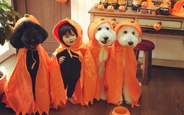 Loạt ảnh hóa trang Halloween hoành tráng nhất mạng xã hội của bé gái Nhật và những người bạn thú cưng