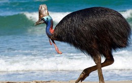 Cận cảnh loài chim nguy hiểm nhất thế giới được ghi trong kỷ lục Guinness