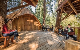 Chán văn phòng, Microsoft xây nhà cây cho nhân viên làm việc