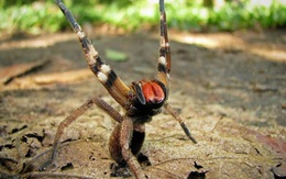 Tìm hiểu về "nhện lang thang Brazil", một trong những loài nhện độc nhất hành tinh