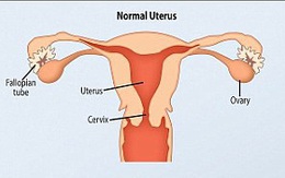 Khám phá bí mật bộ máy sinh sản của phụ nữ