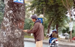 Lộ diện người lột vỏ hàng loạt cây xà cừ ở Hà Nội?