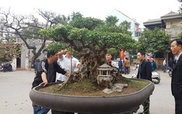 Cuộc đọ cây tiền tỷ của dân làng Triều Khúc