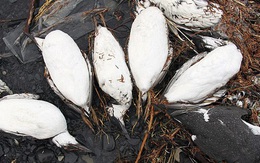 Nguyên nhân này đã khiến hàng chục ngàn chú chim chết bất thường dọc bãi biển Alaska