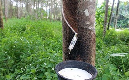 “Đại gia” Việt mang hơn 4 tỷ USD sang Lào, Campuchia làm nông nghiệp