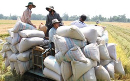 Xác minh thông tin doanh nghiệp “xin” giấy phép xuất khẩu gạo tốn 20.000 USD