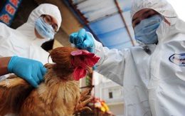 Phát hiện một số thay đổi về độc lực của H7N9 đối với gia cầm