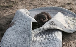 Bức ảnh thi thể bé gái quấn trong chăn gợi lên nỗi đau chiến tranh của trẻ em Iraq