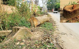 Cấm tự ý chặt cây xanh ở Hà Nội khi xử lý vi phạm