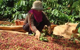 Cà phê Việt 2 USD/kg, Starbucks mua về bán... 200 USD/kg