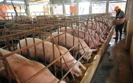 22 ngàn/kg thịt lợn: Giá sẽ còn giảm nữa