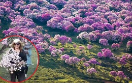 Trung Quốc: Khách tham quan hồn nhiên bẻ cành cây nướng thịt giữa rừng hoa đỗ quyên tuyệt đẹp