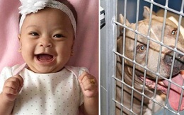 Bé gái 6 tháng tuổi bị chó Pit Bull gắn bó suốt 9 năm của gia đình cắn chết