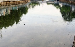 Cá lại nổi đầy kênh Nhiêu Lộc - Thị Nghè