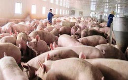 Vẫn còn "tồn" 1,5 triệu con lợn chưa được "giải cứu"