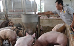 1 triệu tấn thịt lợn Việt Nam có thể xuất sang Trung Quốc