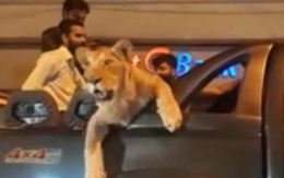 'Đại gia' chơi ngông, chở sư tử dạo phố khiến dân náo loạn